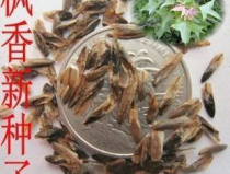 枫香种子,特性、繁殖与养护全解析