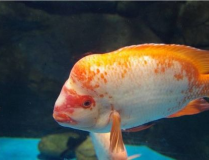罗汉鱼论坛,探寻水族爱好者交流的乐园